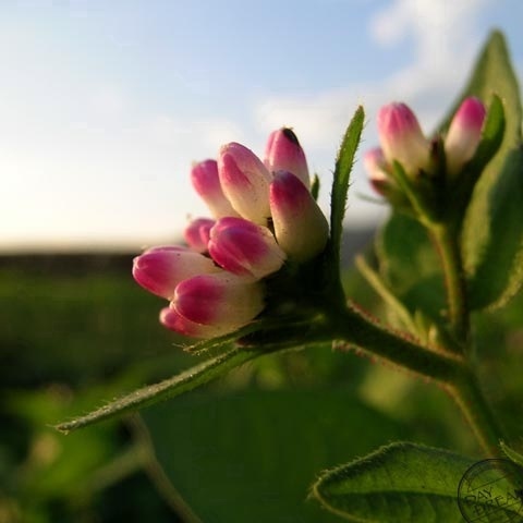 Pretty pretty little flower on ground