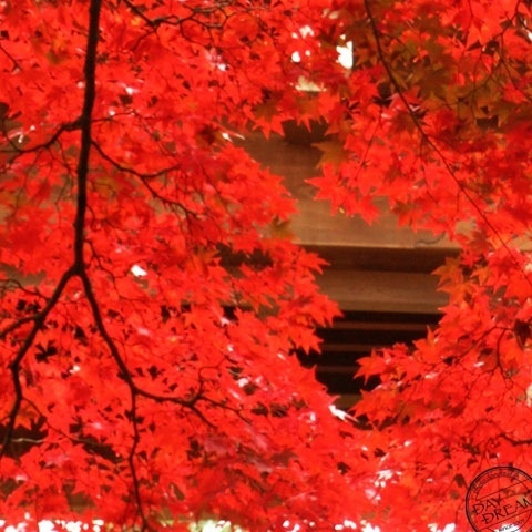 Burns the fire in autumn