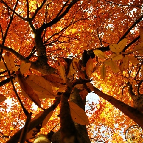 Strays in red and yellow world