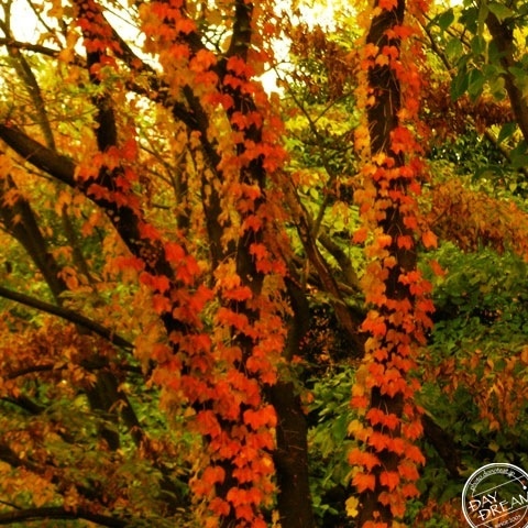 Changing dress for the season