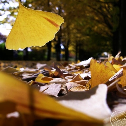 Hibernation of ladybirds