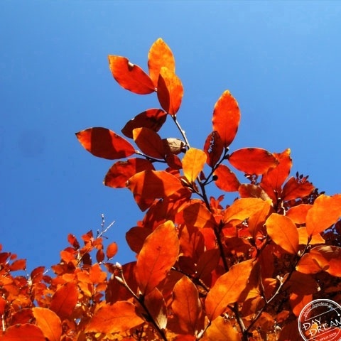 Vacuousness head has filled