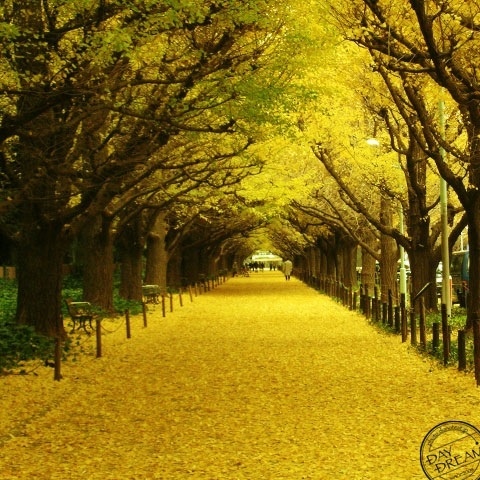 Very very beautiful yellow fantasy