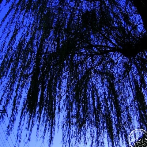 Willow before dawn