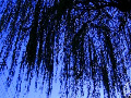 Willow before dawn