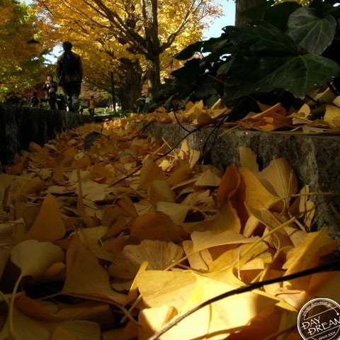 The season of the maidenhair tree ends