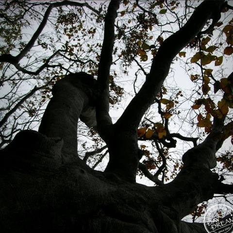 Sky color and winter bough
