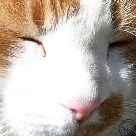 Canned tuna is loved