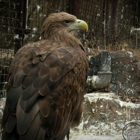 Dauntless face is not lost