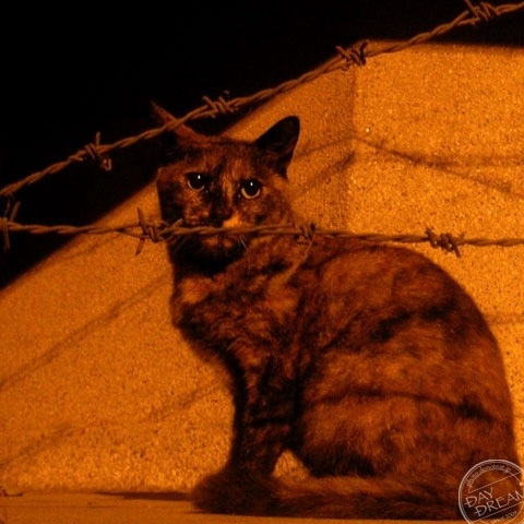 She jumped the tall wall