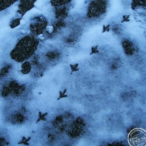 Signs of bird in snow