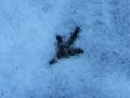 Signs of bird in snow 2006/01/22 Signs of bird in snow