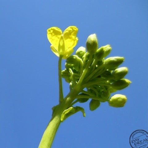 Smile that blooms in north wind