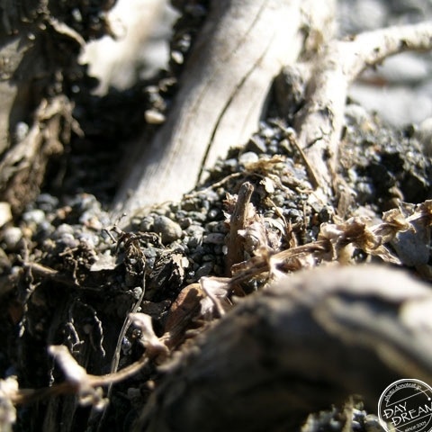 Driftwood and white spider