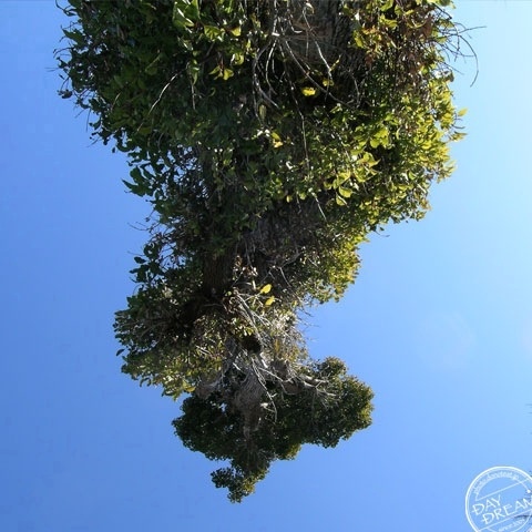 Climb on Tree of Jack