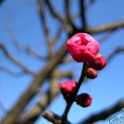 Temptation of spring fragrance