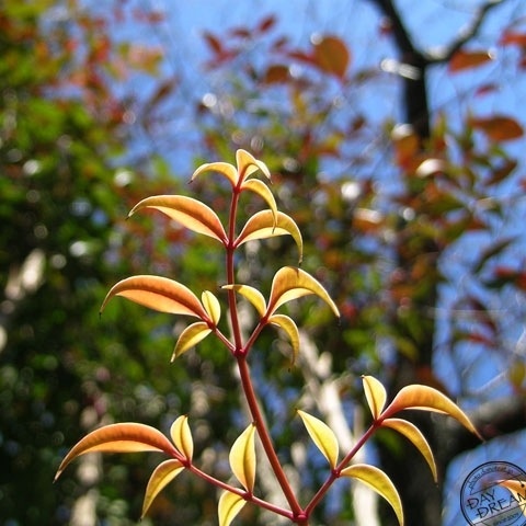 Elementary particle of spring