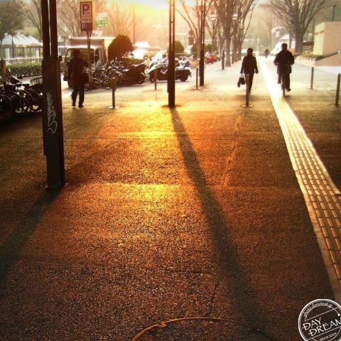 Misanthrope in the evening glow