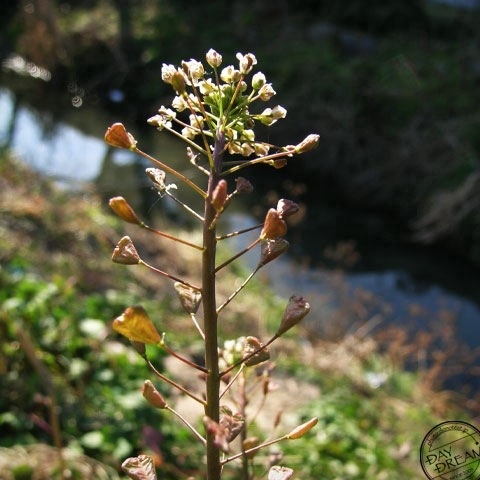 Reunion of forced smile