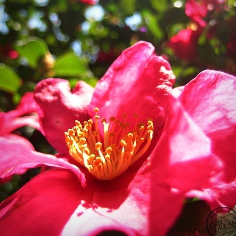 The flower of winter scatters