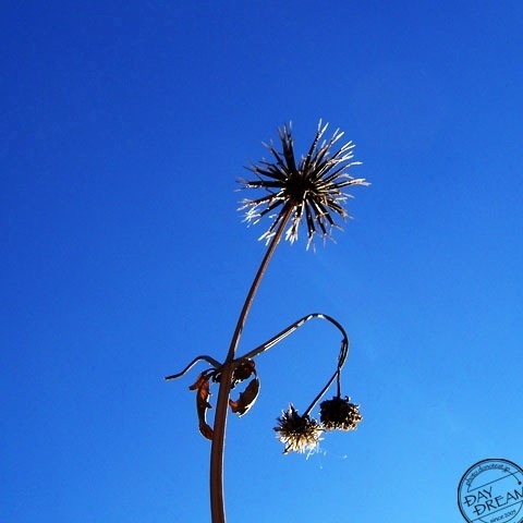 Dry grass at spring
