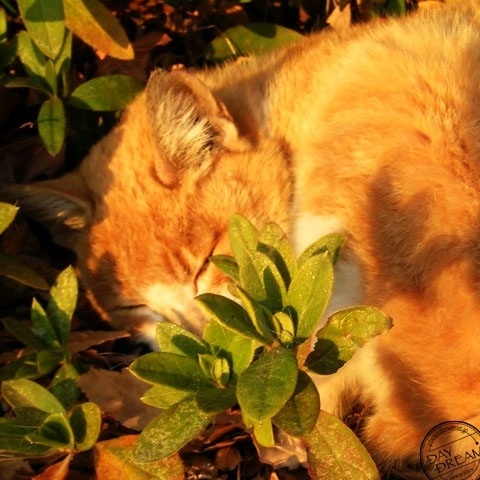 Sleepy sleepy sleepy