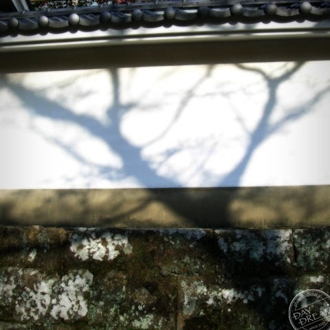 Bonfire and plum blossoms