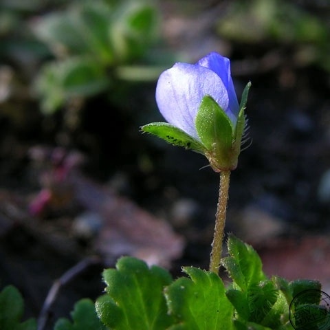 Smile of small spring