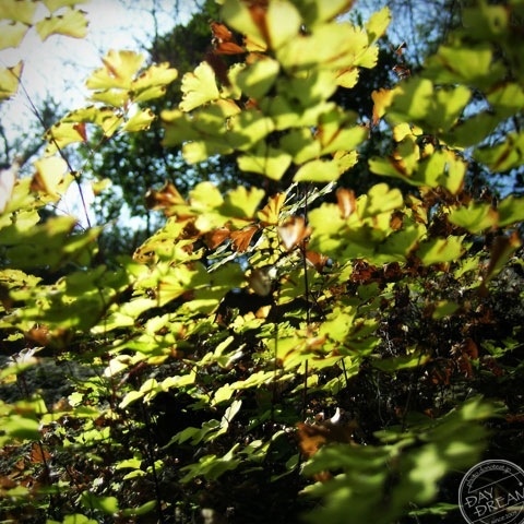 Painful without voice...