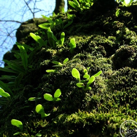 Dwell in the old tree 