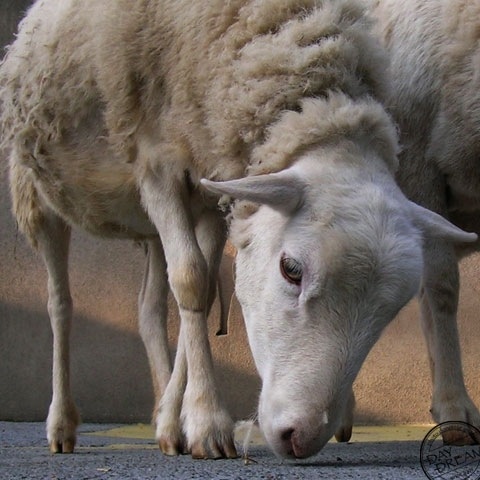 White goat and black goat