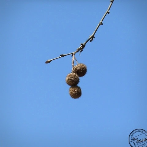 The fruit of three plane tree