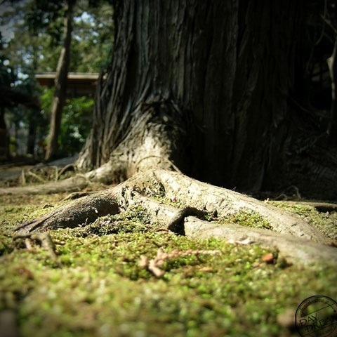 Bob cut girl because