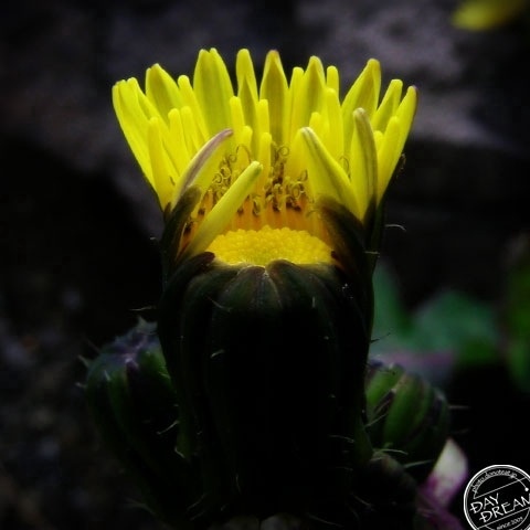 One piece one piece slowly slowly...