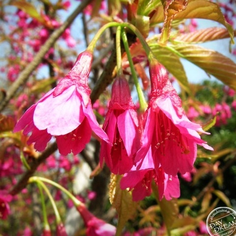 She kept silent with downcast eyes