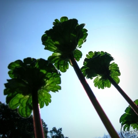 Grow up be straightened