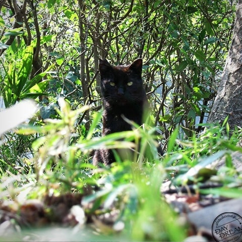 Black cat in forest