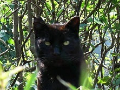 Black cat in forest 2006/03/24 Black cat in forest