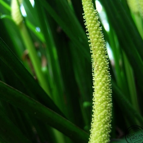 The wind bloomed. the tree laughed.