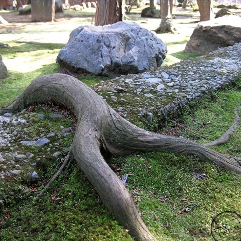 The neighboring lawn looks lush green