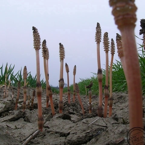 Allophone early morning