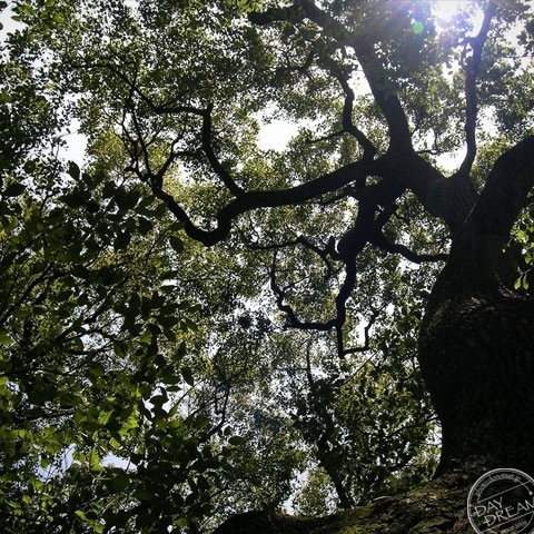 Commotion in the spring forest