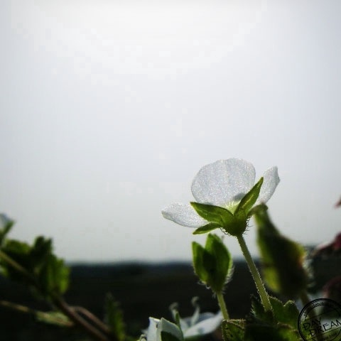 Veronica persica the albino