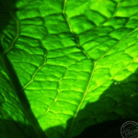 Whisper of the leaf veins