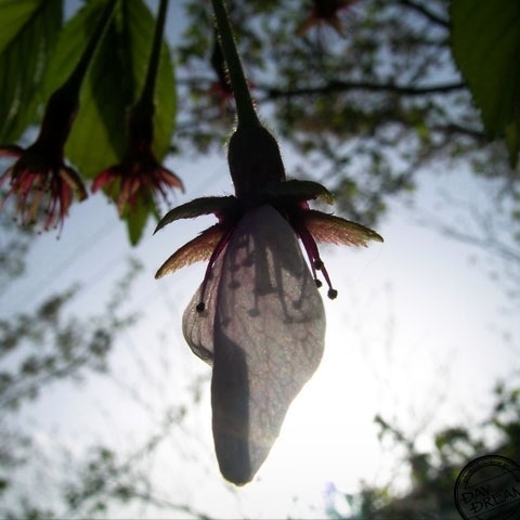 Goddess and eight thunder