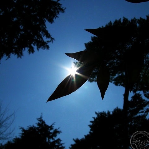 Clement sunlight of spring