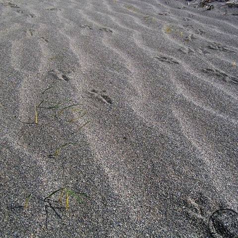 Coast of windless morning