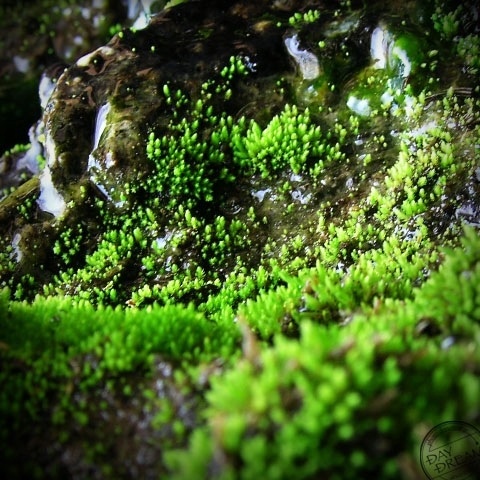 In the damp atmosphere 