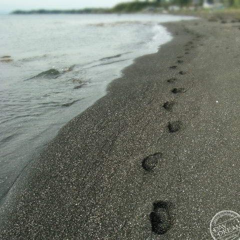 Dried cuttlefish in box bought