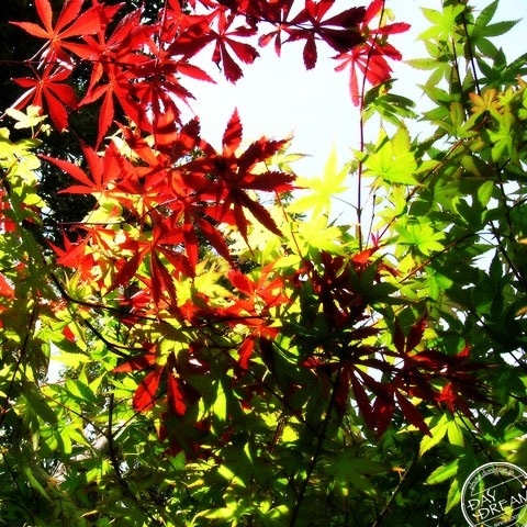 BENISHIDARE and AOMOMIJI